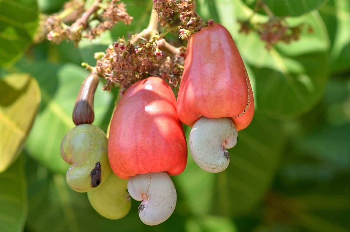 Côte d’Ivoire : Prix plancher bord champ de la noix de cajou fixé à 400 FCFA/kg pour la campagne