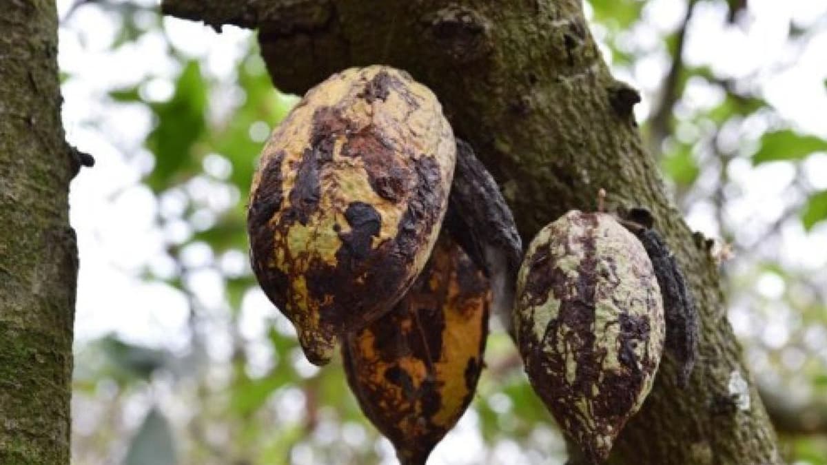 Côte d’Ivoire : La maladie du Swollen Shoot menace 15 % du cacao ivoirien