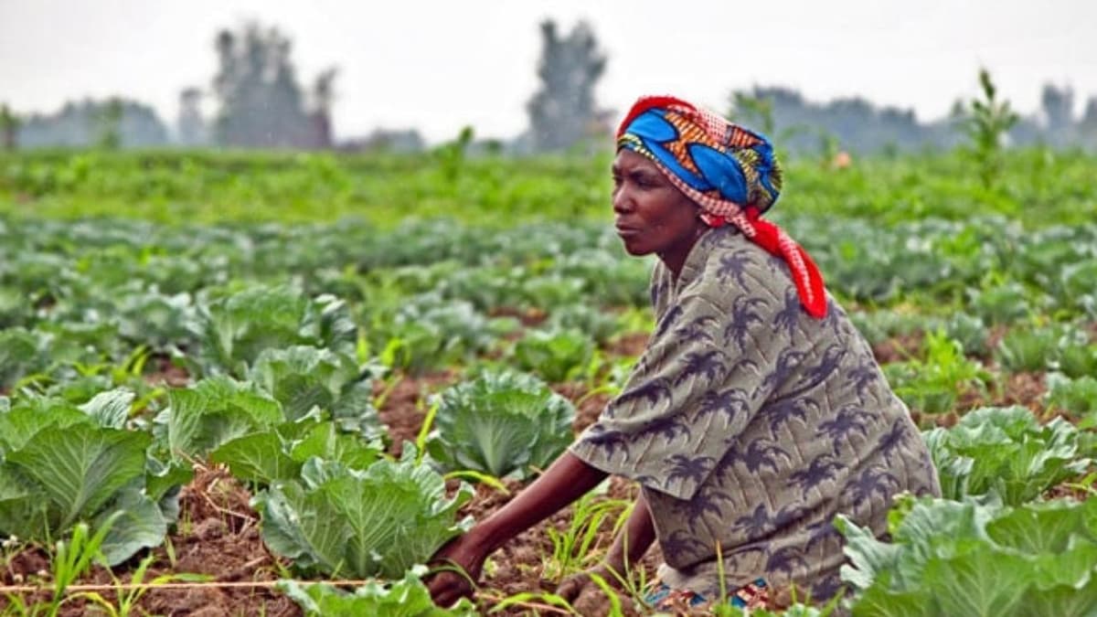 17 millions USD pour renforcer l’agriculture résiliente
