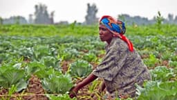 Côte d’Ivoire : le gouvernement décline cinq priorités pour transformer l’agriculture