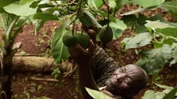 Kenya : la guerre au Moyen-Orient perturbe les exportations d’avocats