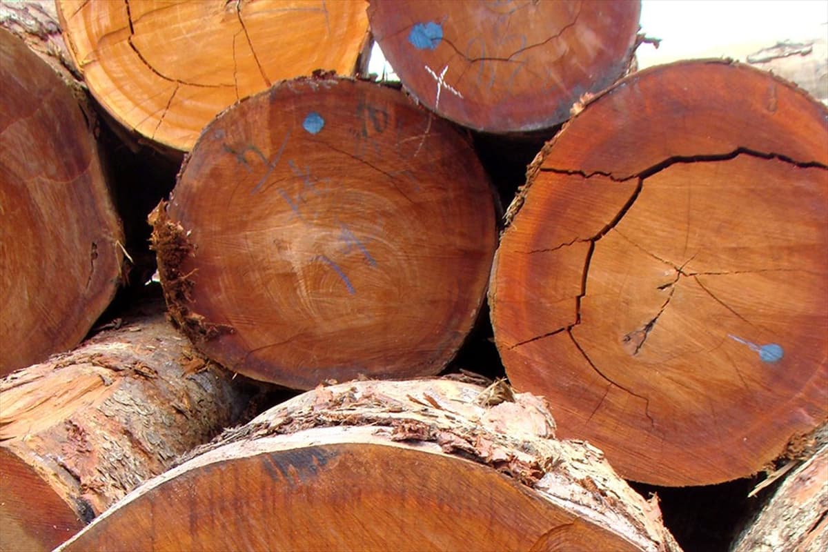 Gabon : lancement d’un inventaire national exhaustif des stocks de Kevazingo