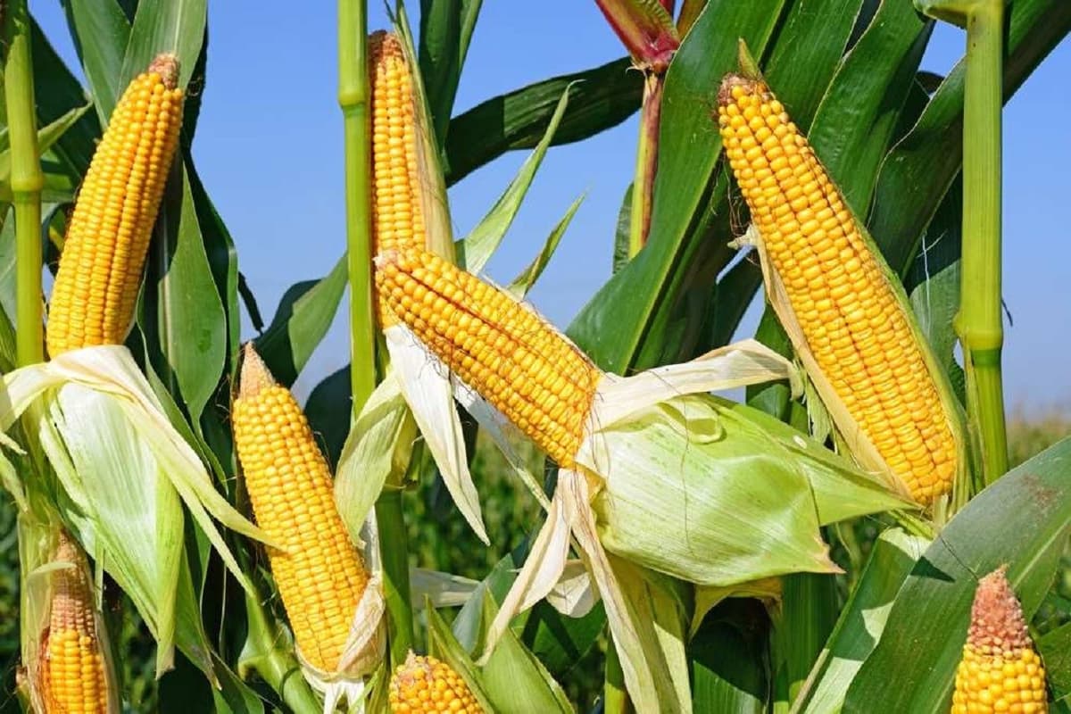 Mali : 164,4 milliards FCFA mobilisés pour la campagne agricole 2026