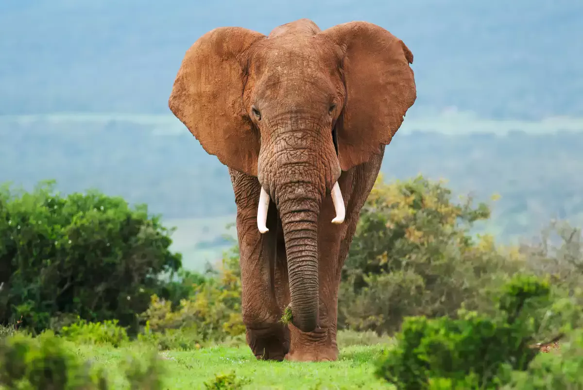 Djougou: Three wandering elephants wreak havoc in the village of Déna