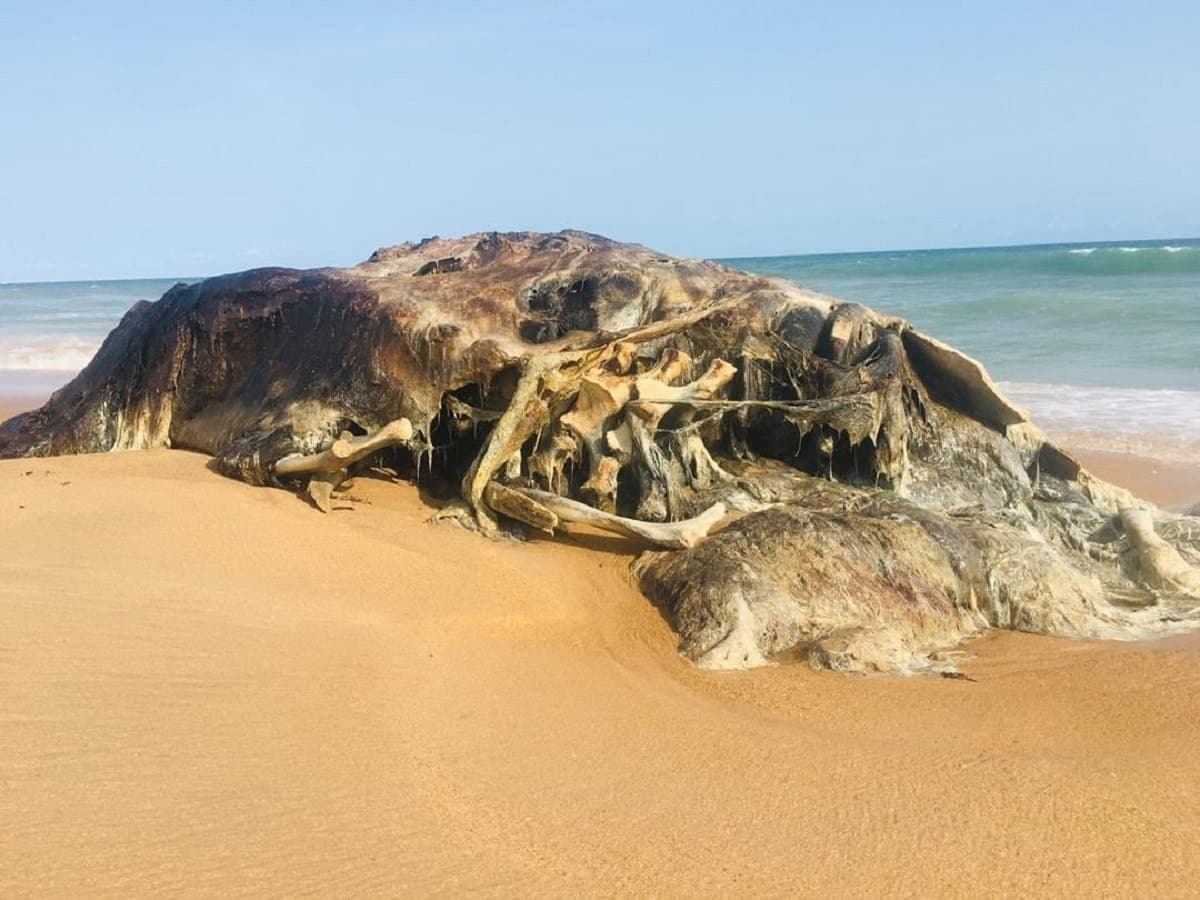 Benin: une baleine en décomposition avancée échoue sur la plage à Cotonou