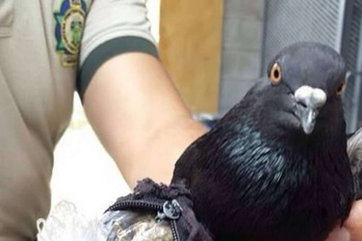 Pérou: la police arrête un pigeon qui tentait d’introduire du cannabis en prison (Vidéo)