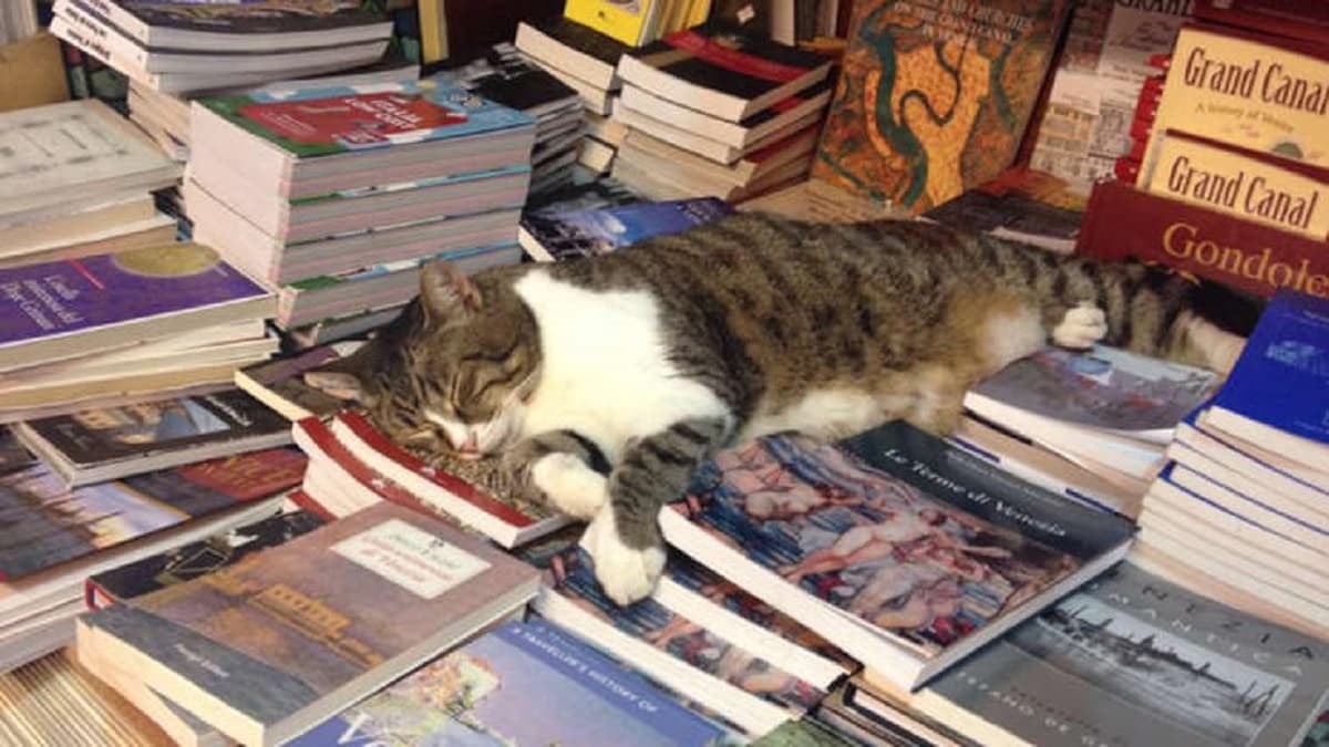 Venise: la «plus belle librairie du monde»Â pleure le décès de son chat