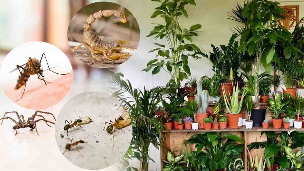 Bon à savoir : 04 plantes pour éloigner les scorpions et araignées de chez vous