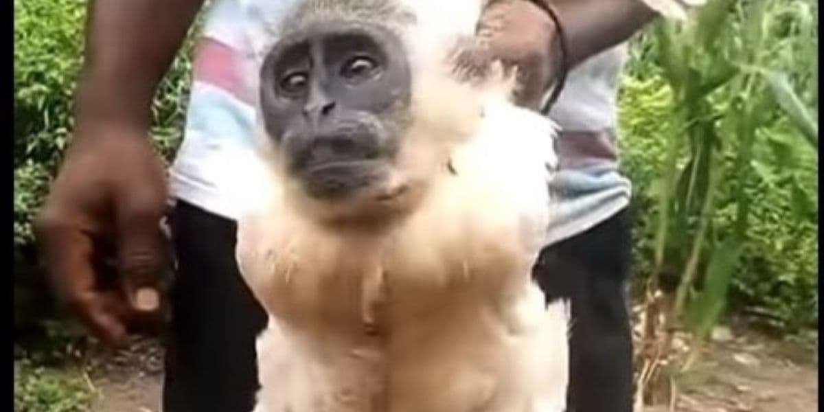 Côte d’Ivoire : « affaire du coq au visage de singe », le chef du village fait des confidences