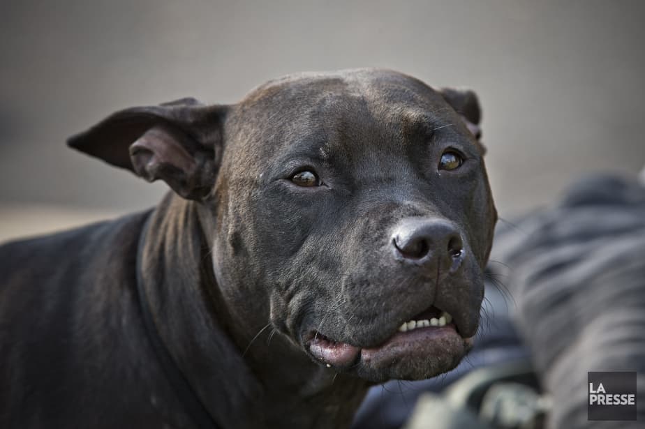 Côte d’Ivoire: un garçon de 7 ans tué par un chien à Yaou