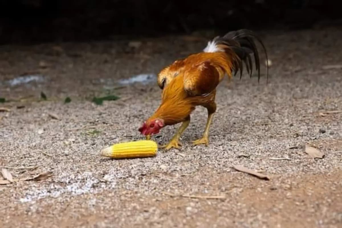 Coq qui picore du maïs
