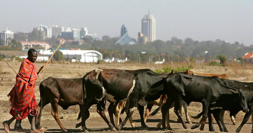 Kenya : sécheresse réduit les troupeaux et fragilise les éleveurs