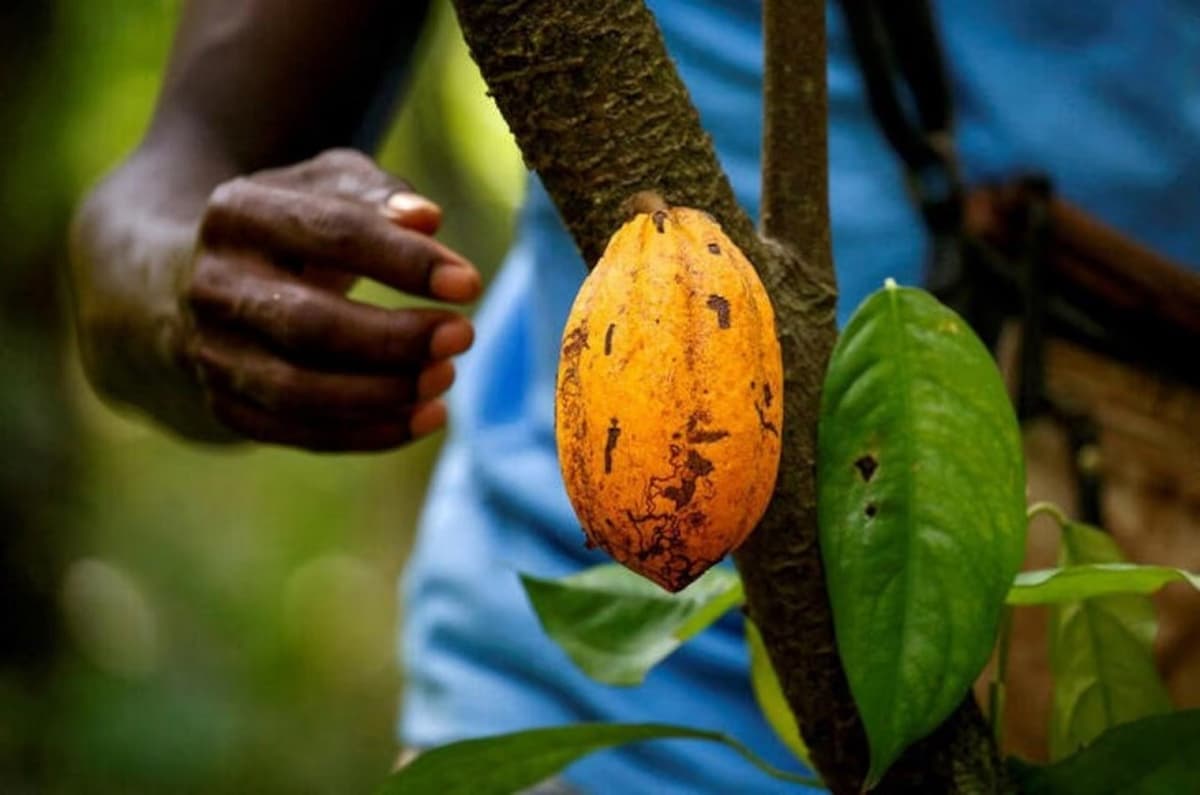 Côte d’Ivoire : la campagne intermédiaire de cacao pourrait débuter un mois plus tôt