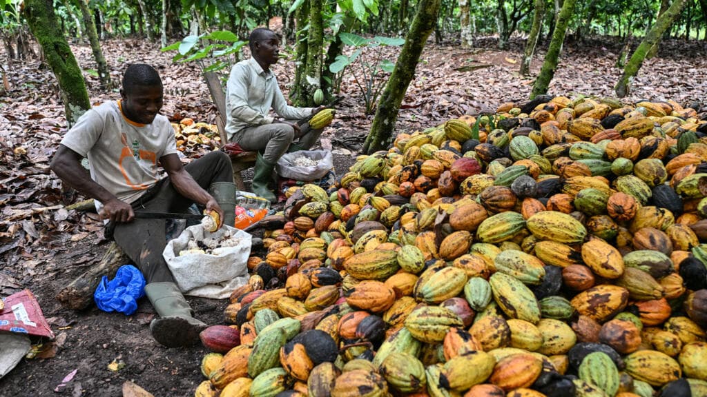Côte d’Ivoire : début de la campagne de commercialisation du cacao avancé d’un mois en raison des prix à la tonne