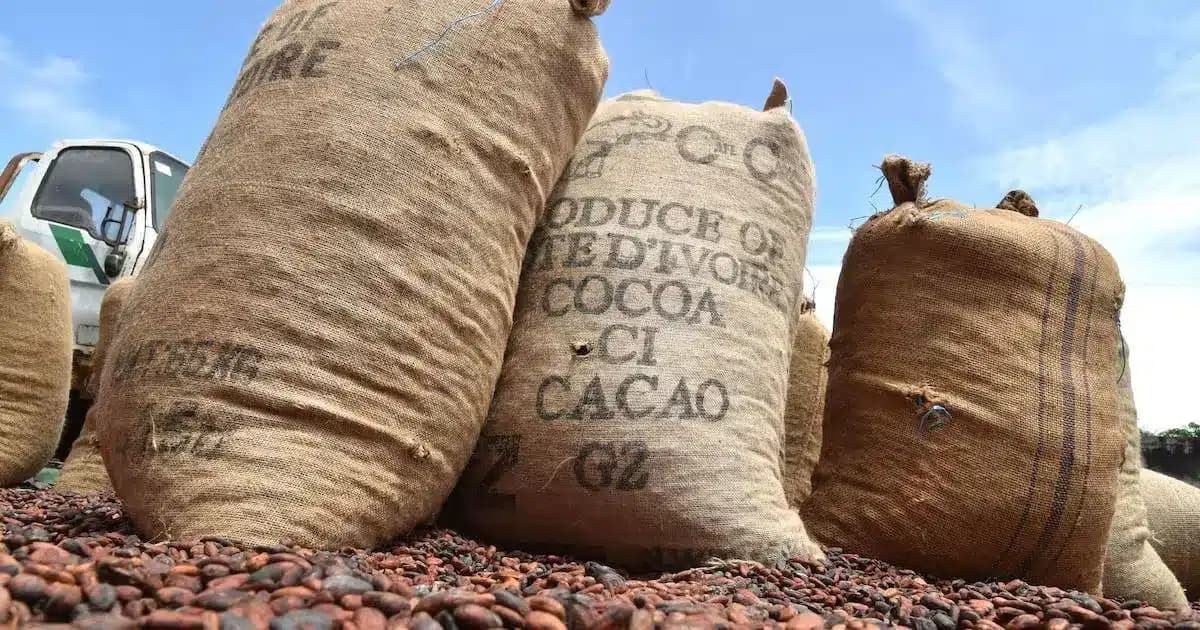 Côte d’Ivoire : la BRI de San Pedro démantèle un réseau après le vol de 757 sacs de cacao