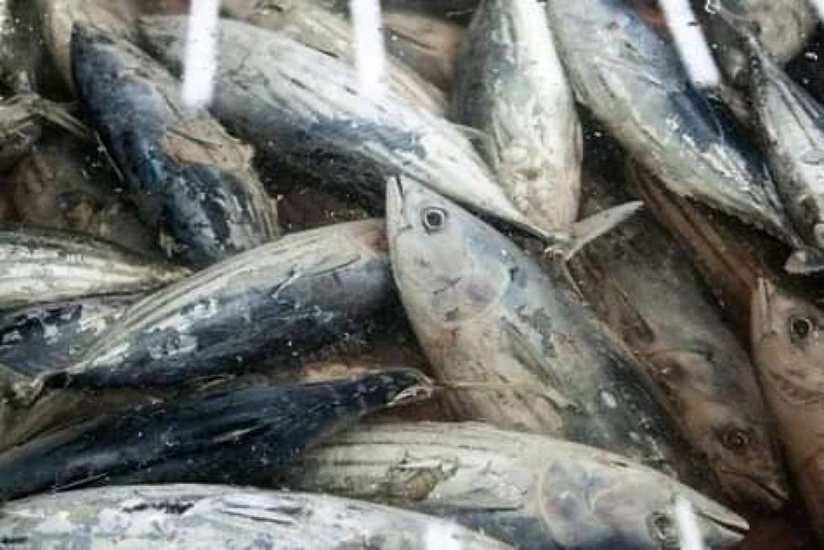 Burkina Faso: plus de 27 tonnes de poissons avariés saisies à Bobo-Dioulasso