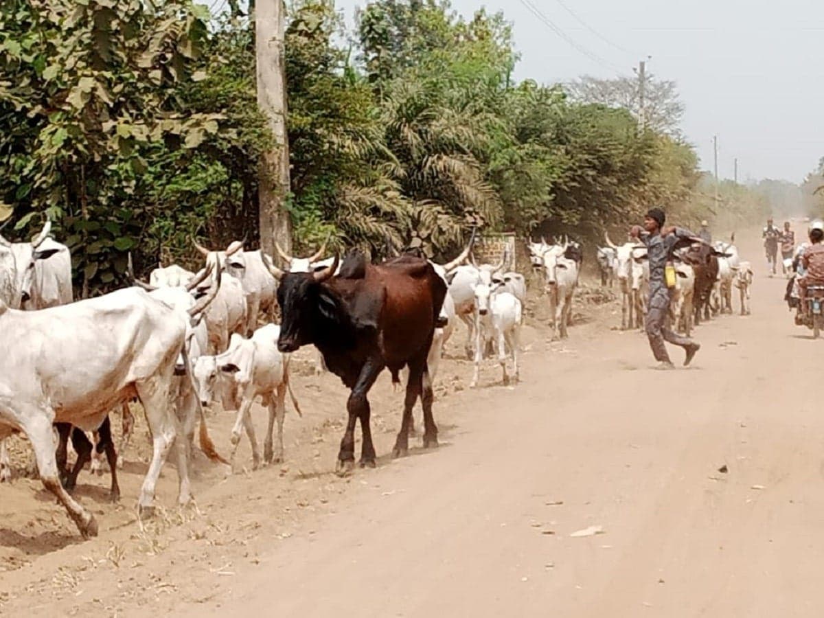 Pastoralisme et transhumance: les acteurs de la CEDEAO en conclave au Togo