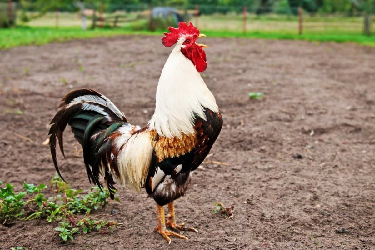 Nigéria – Vendredi saint: un coq condamné à mort pour nuisance sonore