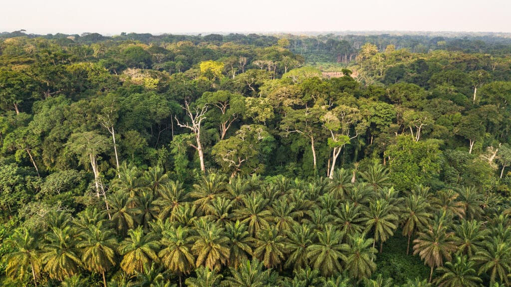 À Nairobi, les ministres africains lancent Zámba Heritage, nouvelle initiative pour les forêts
