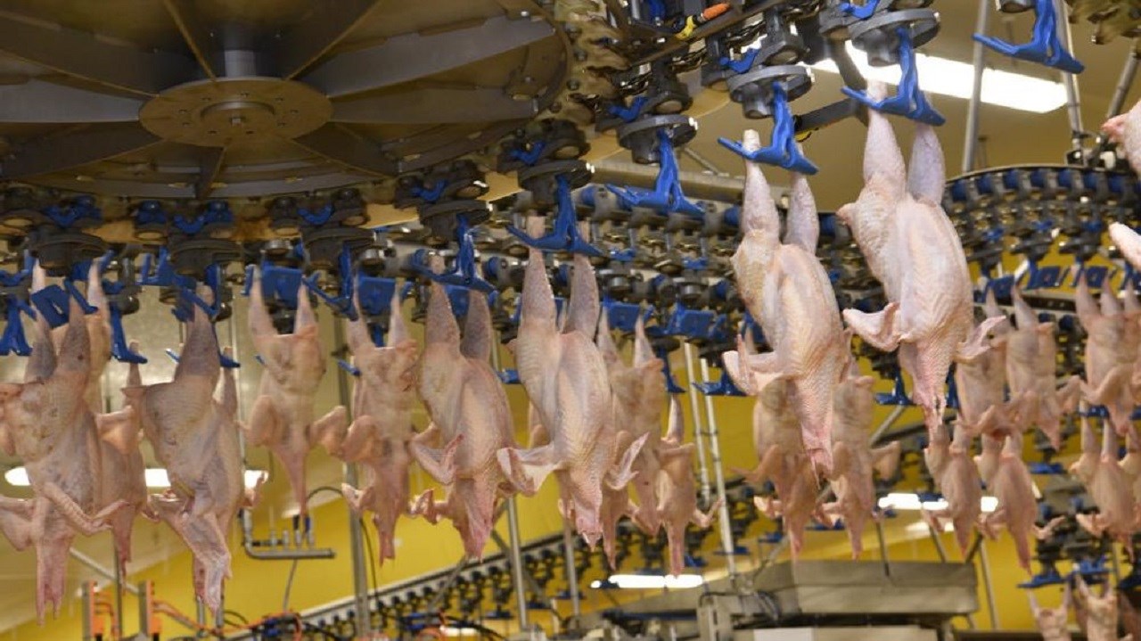 Russie : les exportations de viande de volaille vers l’Afrique ont triplé