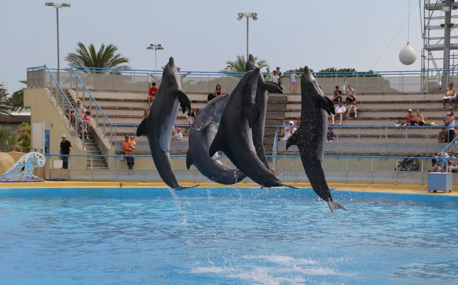 Dauphins de Marineland : Beauval abandonne son projet de centre à 45 millions d’euros