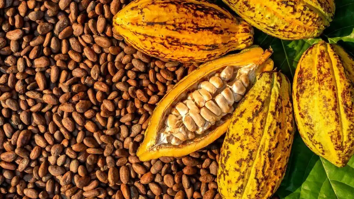 Ivory Coast: SYNAPCI maintains cocoa strike at 1,200 FCFA