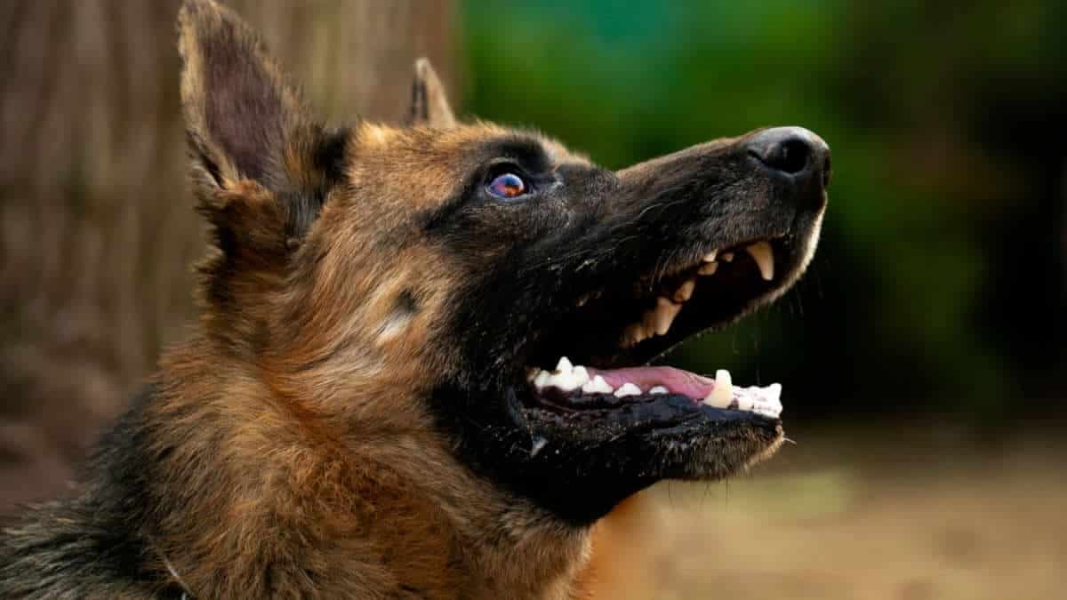 Bénin: vous pouvez être sanctionné, si votre chien aboie au-delà des décibels prévus