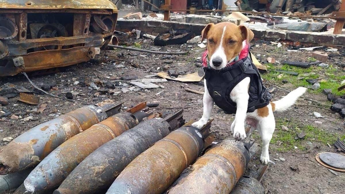 Patron, un chien démineur ukrainien, sacré « vedette du cinéma mondial » (vidéo)