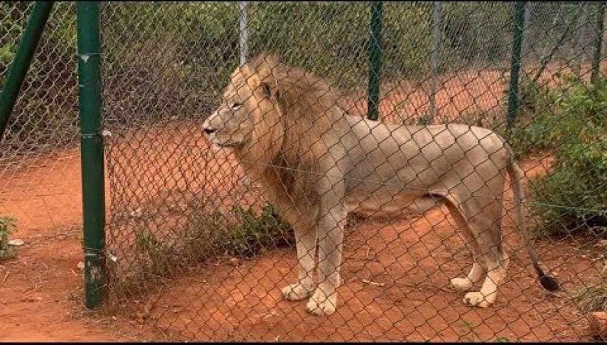 Zimbabwe: une femme de 57 ans affronte un lion à mains nues et s’en sort vivante