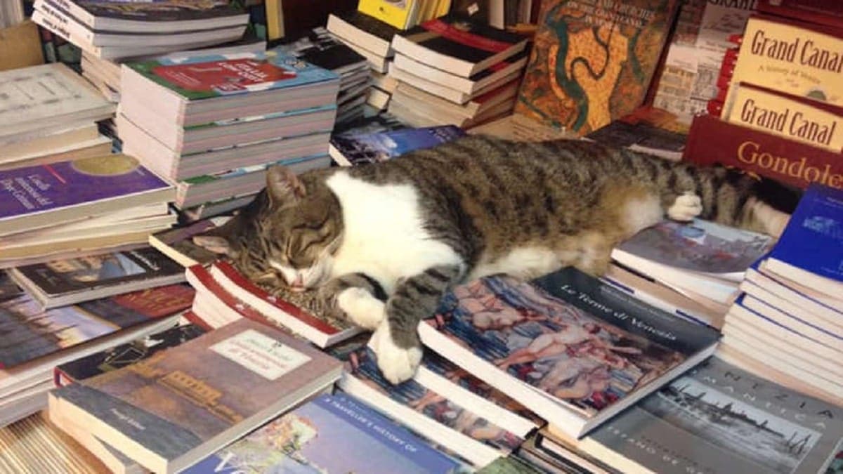 Venise: la «plus belle librairie du monde»Â pleure le décès de son chat