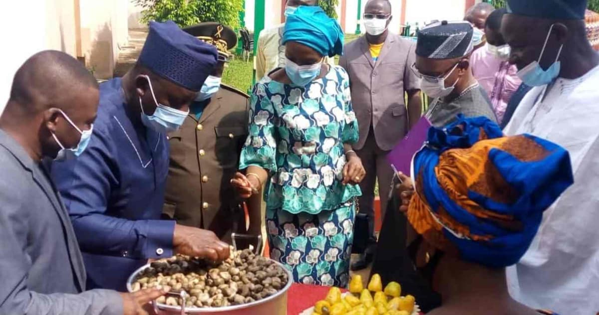 Bénin: le gouvernement dévoile les Conditions de commercialisation des noix de cajou
