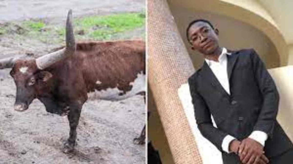 Côte d’Ivoire: un jeune docteur tué par un bÅ“uf 10 jours après sa soutenance