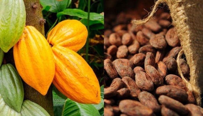Ghana : maintien du prix du cacao pour la campagne intermédiaire 2024/2025