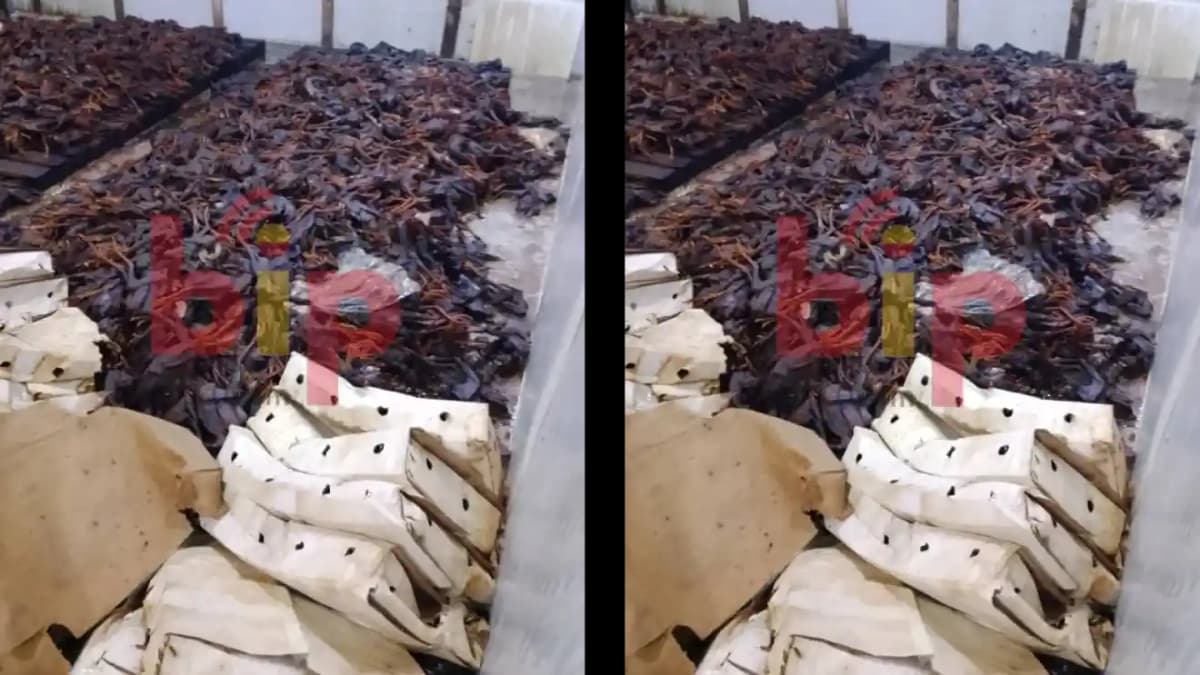 Bénin: des centaines de poulets pourris évacués d’une poissonnerie