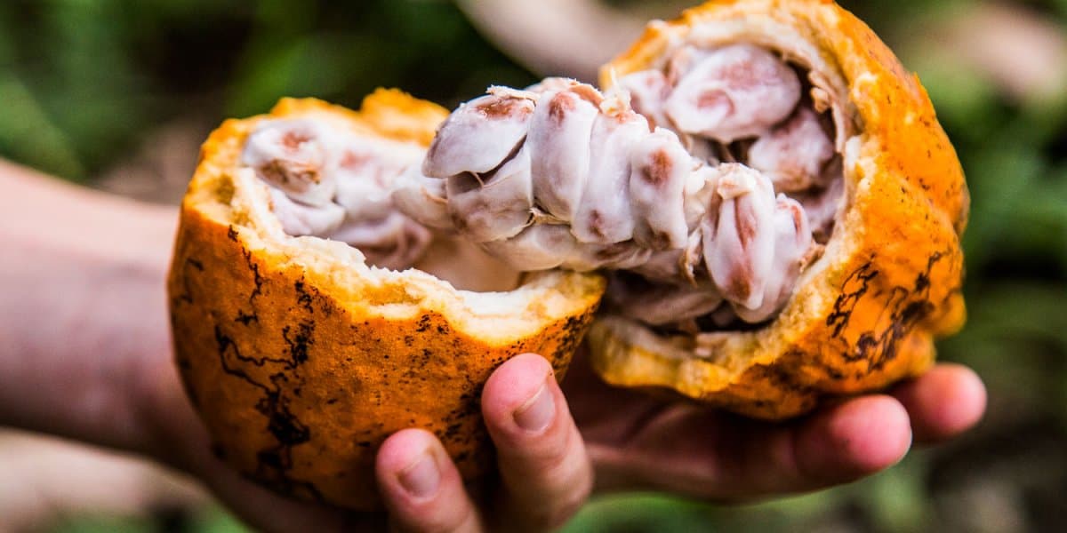 Ghana : le prix du cacao augmente de 12 % pour la campagne 2025-2026