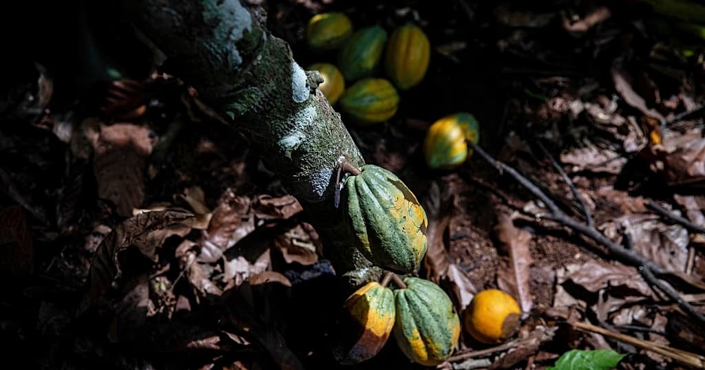 Côte d’Ivoire : les conditions de vie des producteurs de cacao menacées