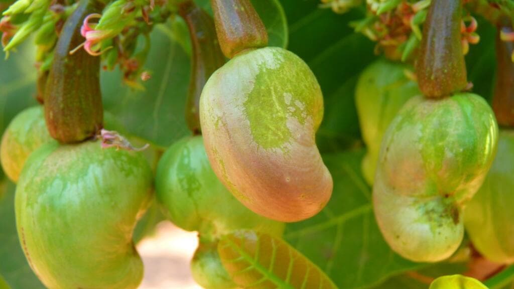 Côte d’Ivoire : le prix du kilo de noix de cajou en légère baisse pour la campagne 2026