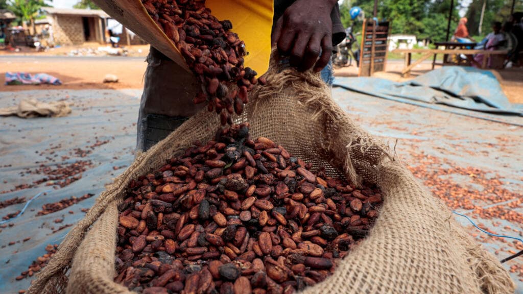 Côte d’Ivoire : 23 000 tonnes de cacao résiduel enlevées après les plaintes de planteurs