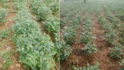 Le niébé, entre transition agro-écologique et justice de genre