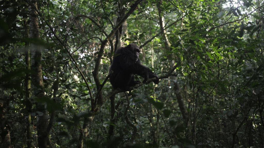 Ouganda : une «guerre civile» entre chimpanzés à Kibale intrigue les chercheurs