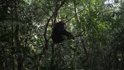 Ouganda : une «guerre civile» entre chimpanzés à Kibale intrigue les chercheurs
