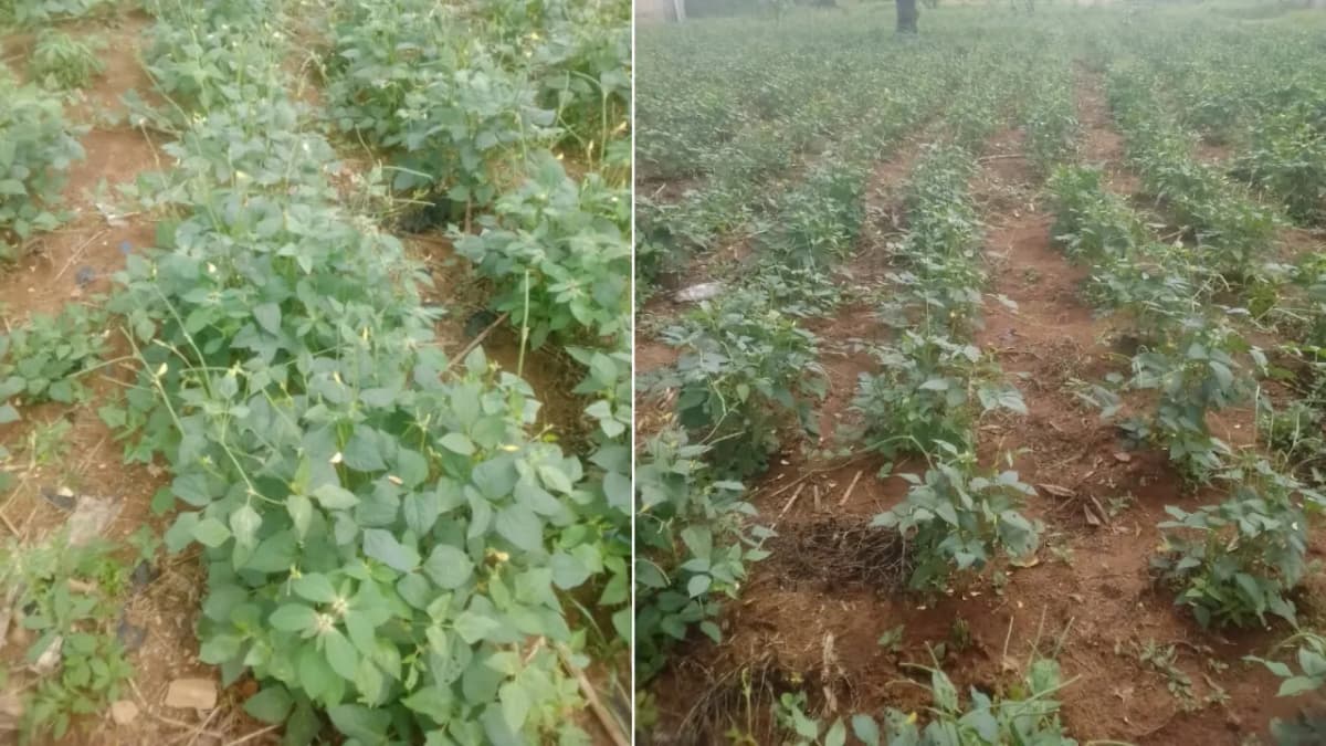 Cowpea, between the agroecological transition and gender justice