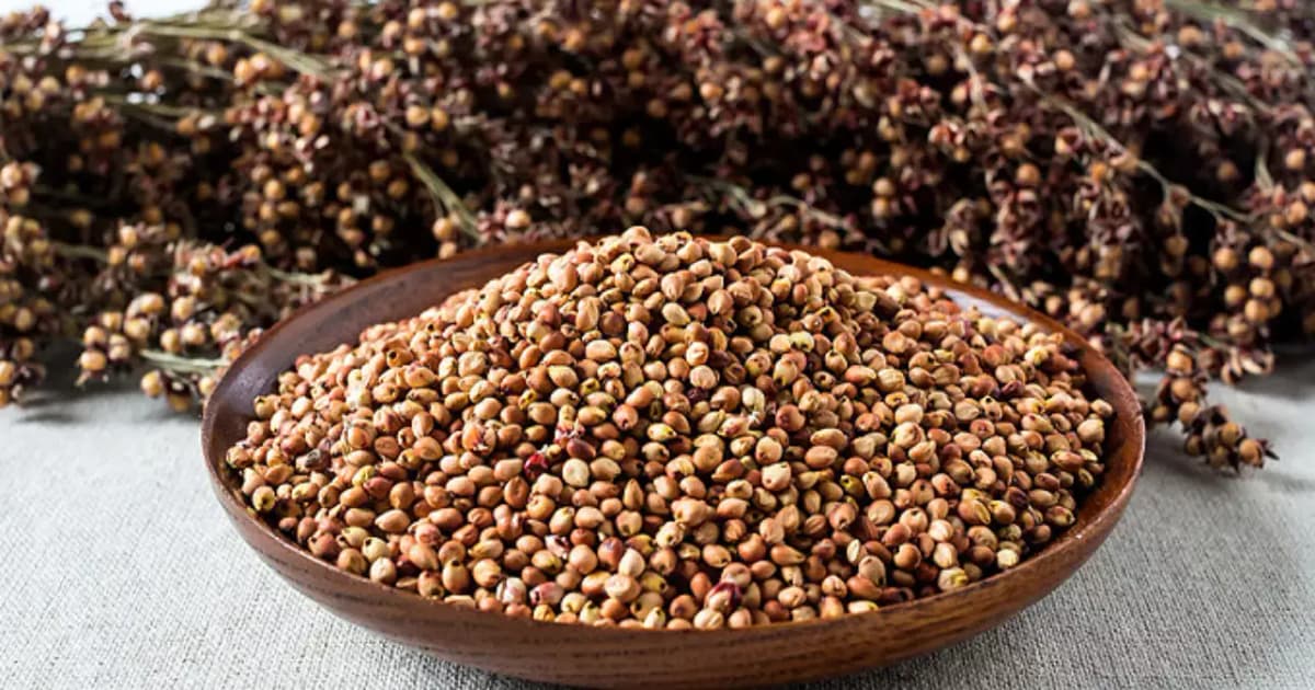 Grains de sorgho dans un bol, symbole de nutrition saine et bénéfique.