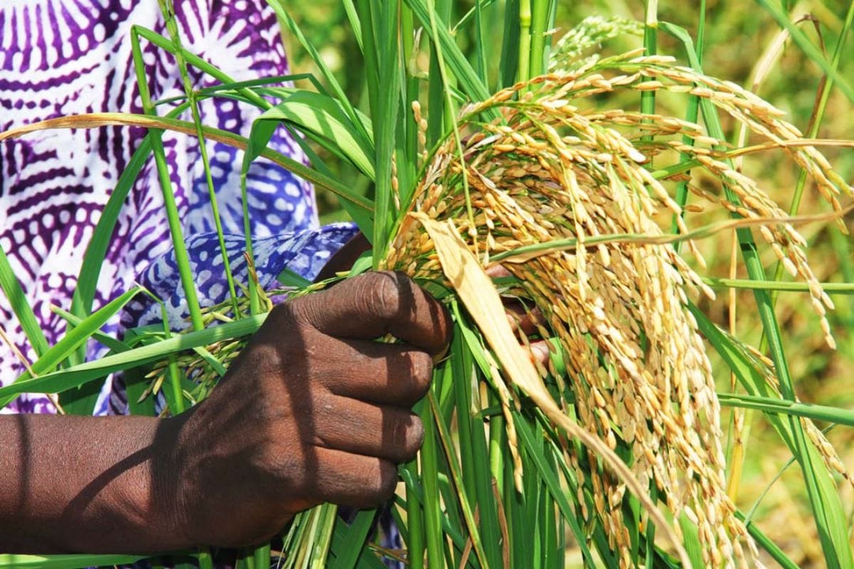 El Niño menace l’Asie, les prix pourraient bondir de 15,8 % d’ici 2028