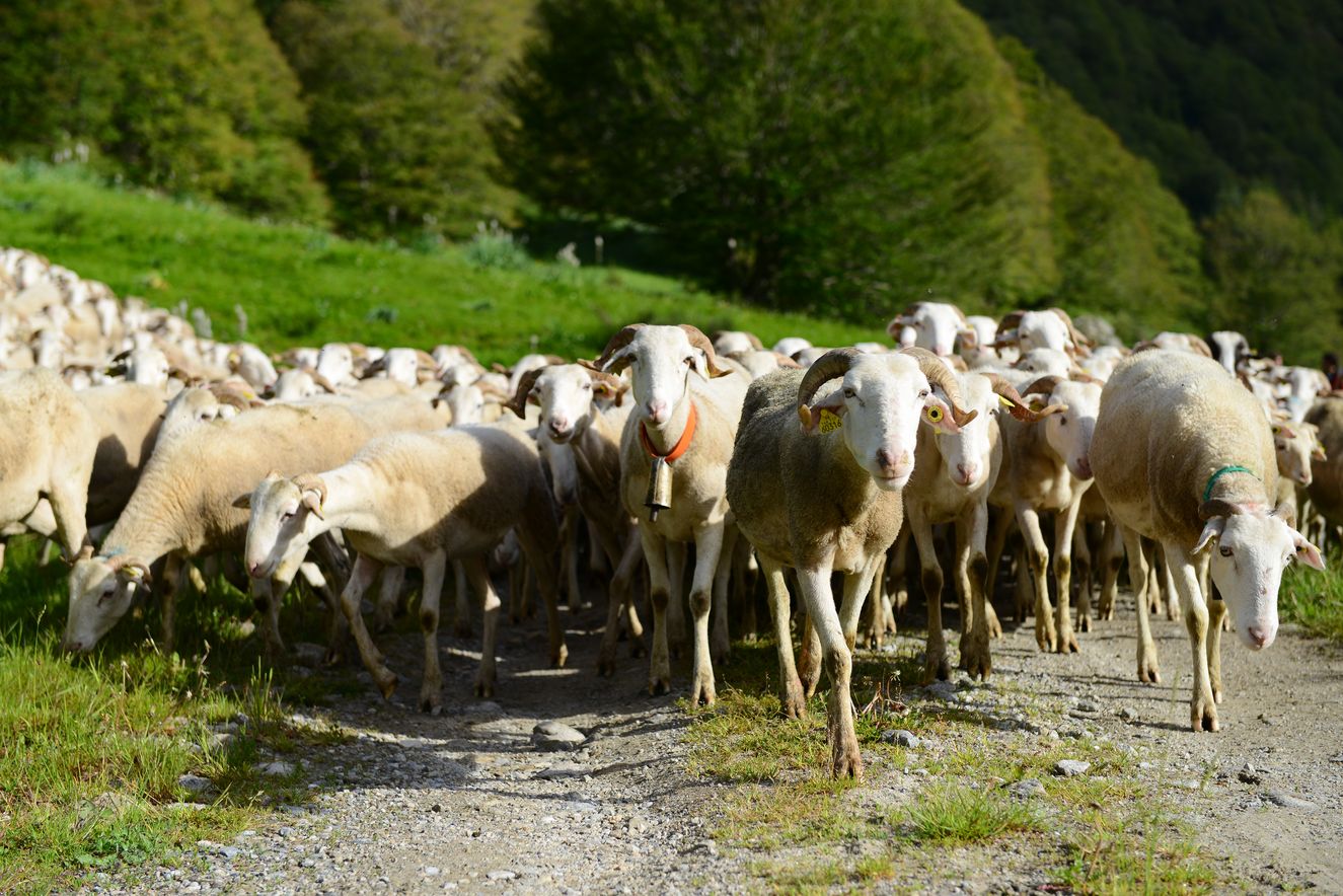 Aïd El-Adha 2026 : l’Algérie annonce l’importation d’un million de moutons