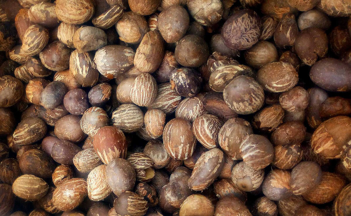 Karité au Ghana : le World Shea Expo place les femmes au centre