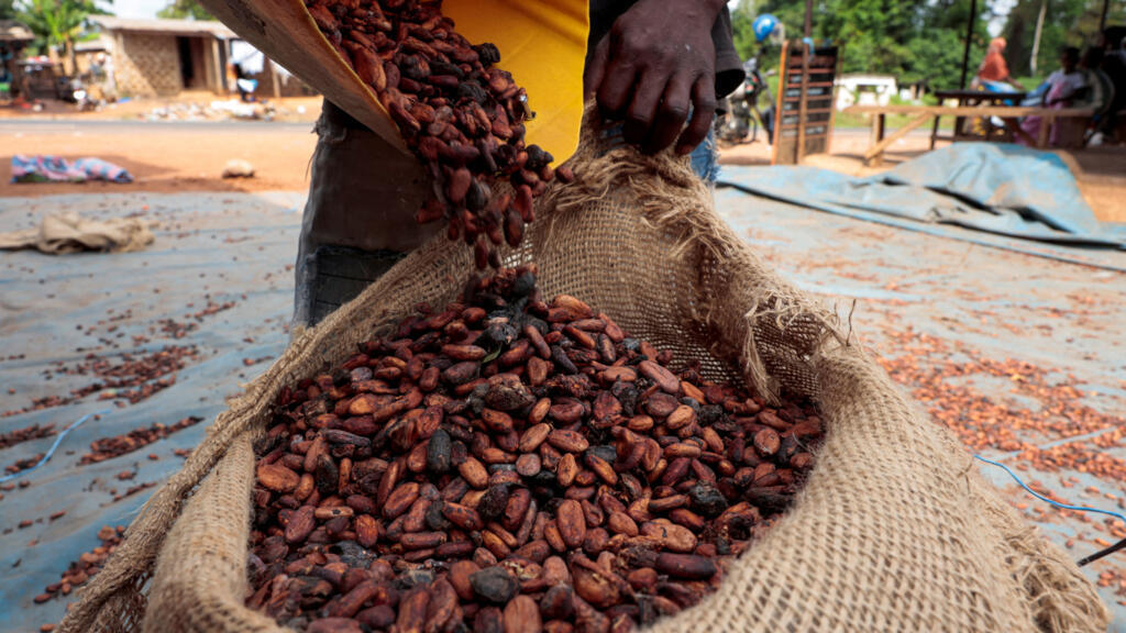 Afrique : moins de 10 % de la valeur mondiale captée dans la plupart des filières arboricoles