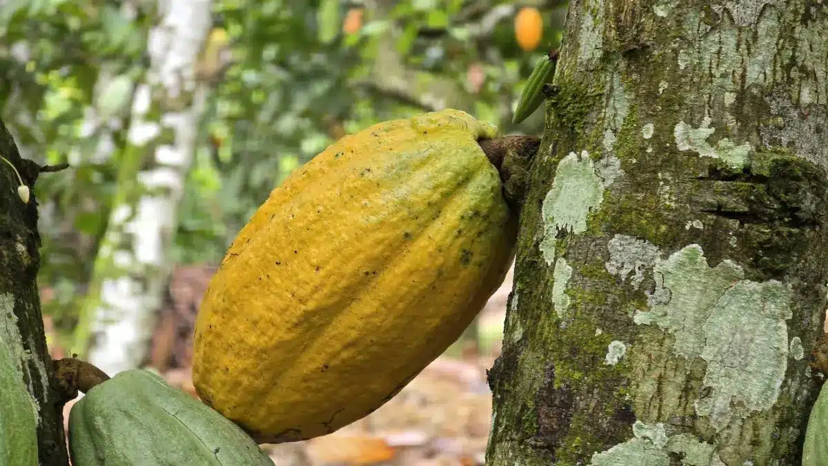 Cacao : la Côte d’Ivoire ajuste son modèle face aux nouvelles exigences du marché