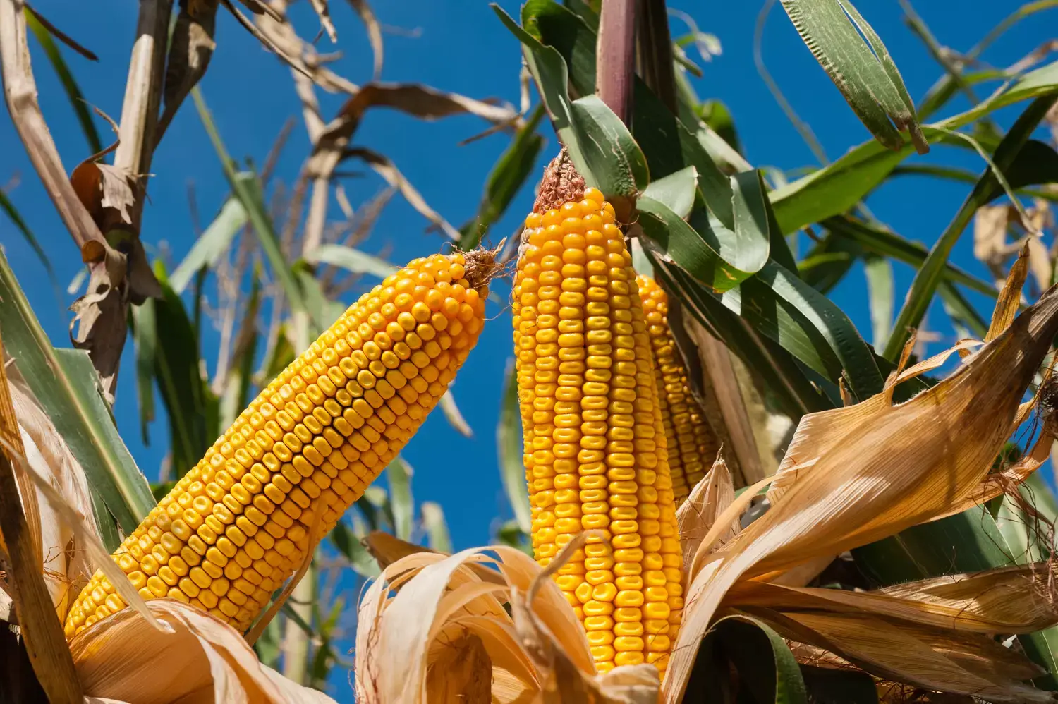 Kenya : le pays anticipe un déficit de près de 486 000 tonnes de maïs d’ici fin septembre