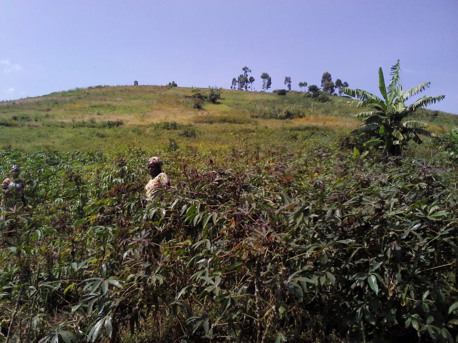 RDC : 80 millions d’hectares arables, un potentiel agricole encore freiné
